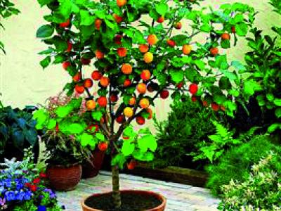 dwarf fruit trees home depot pruning fruit trees dwarf fruit trees home depot pruning fruit trees