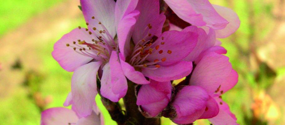 ALMOND Garden Prince