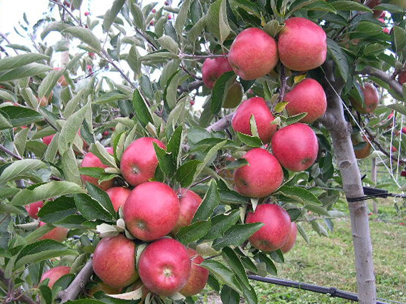Apple trees produced by Waimea Nurseries. 100s of varieties. Classic