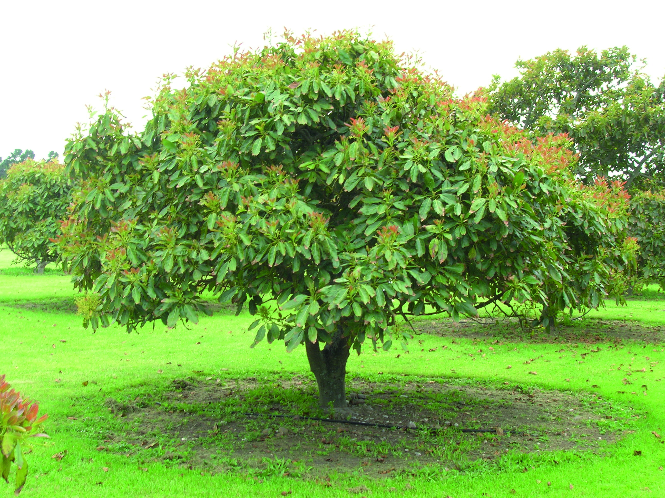 Avocado Tree Size Chart