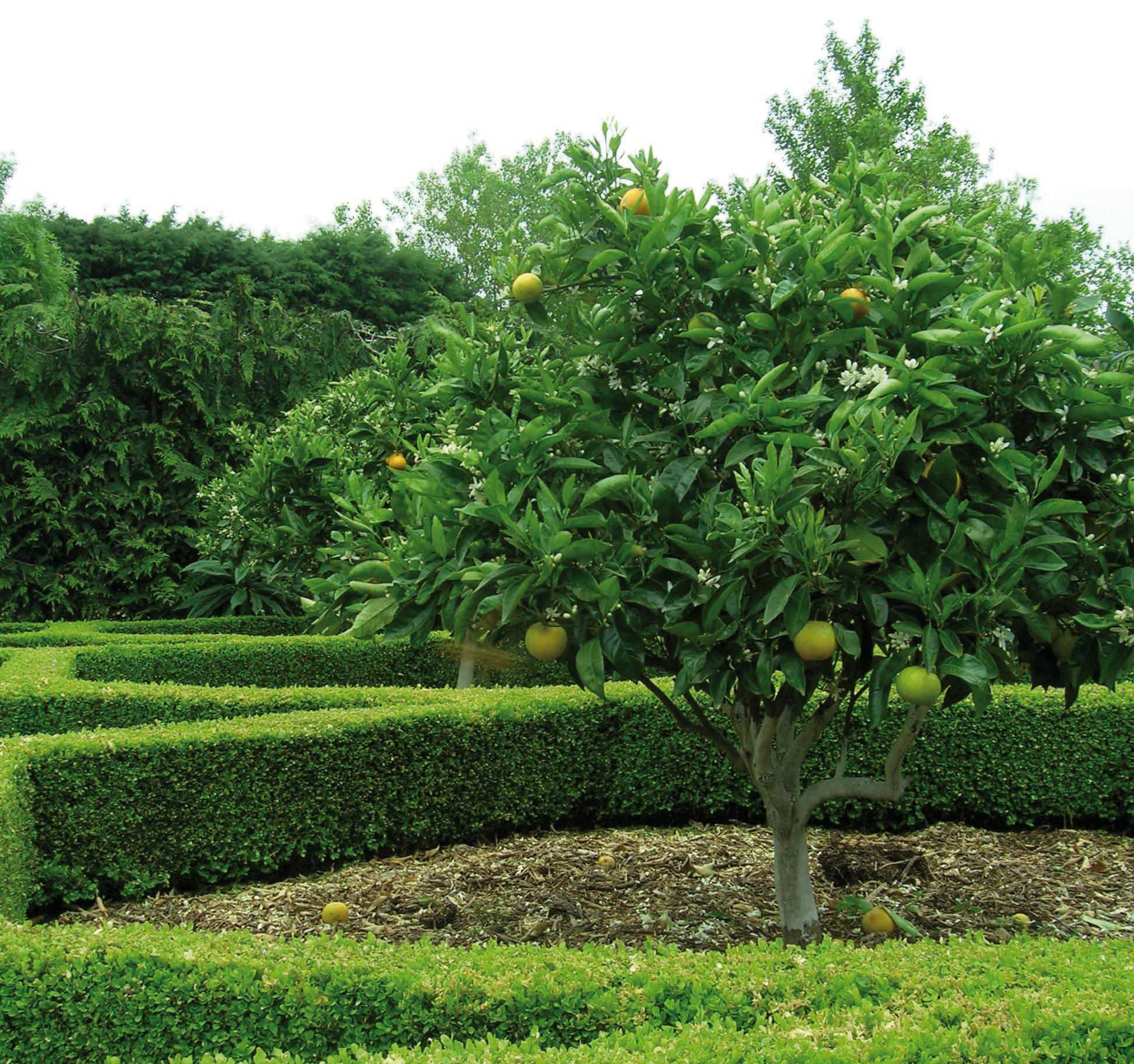 Citrus tree varieties offered by Waimea Nurseries