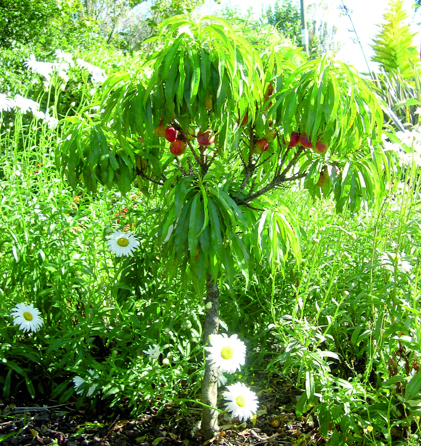 DWARF NECTARINE Garden Delight