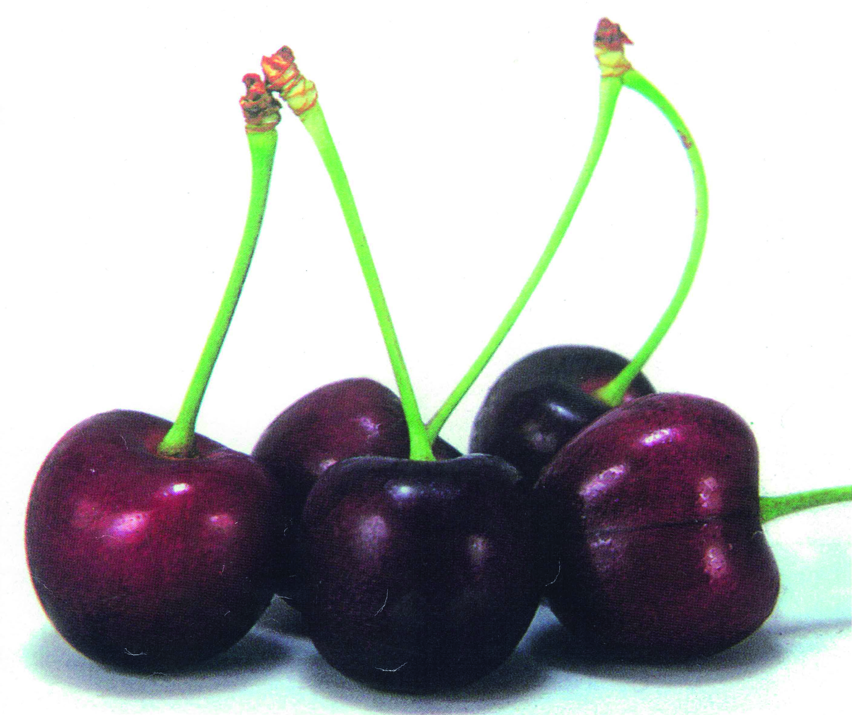 Cherries are one of the first summer fruits. 