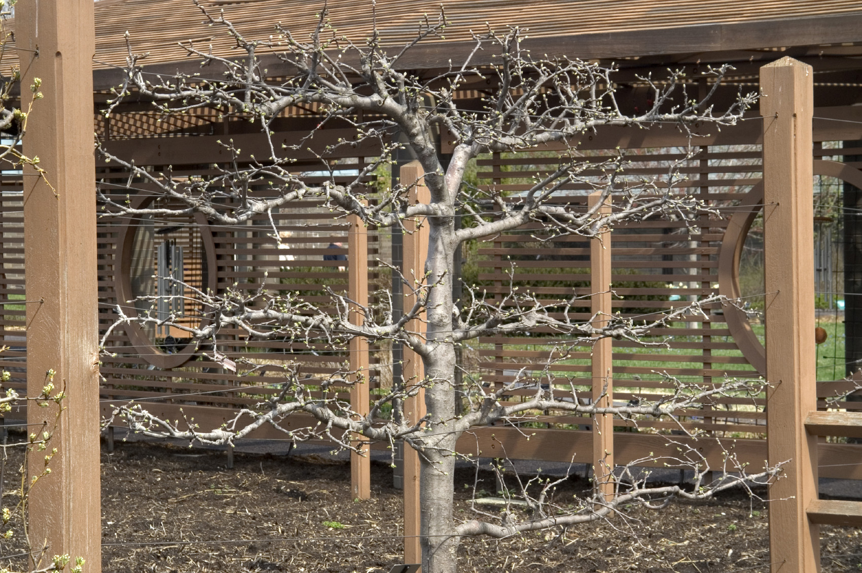 How To Espalier Fruit Trees
