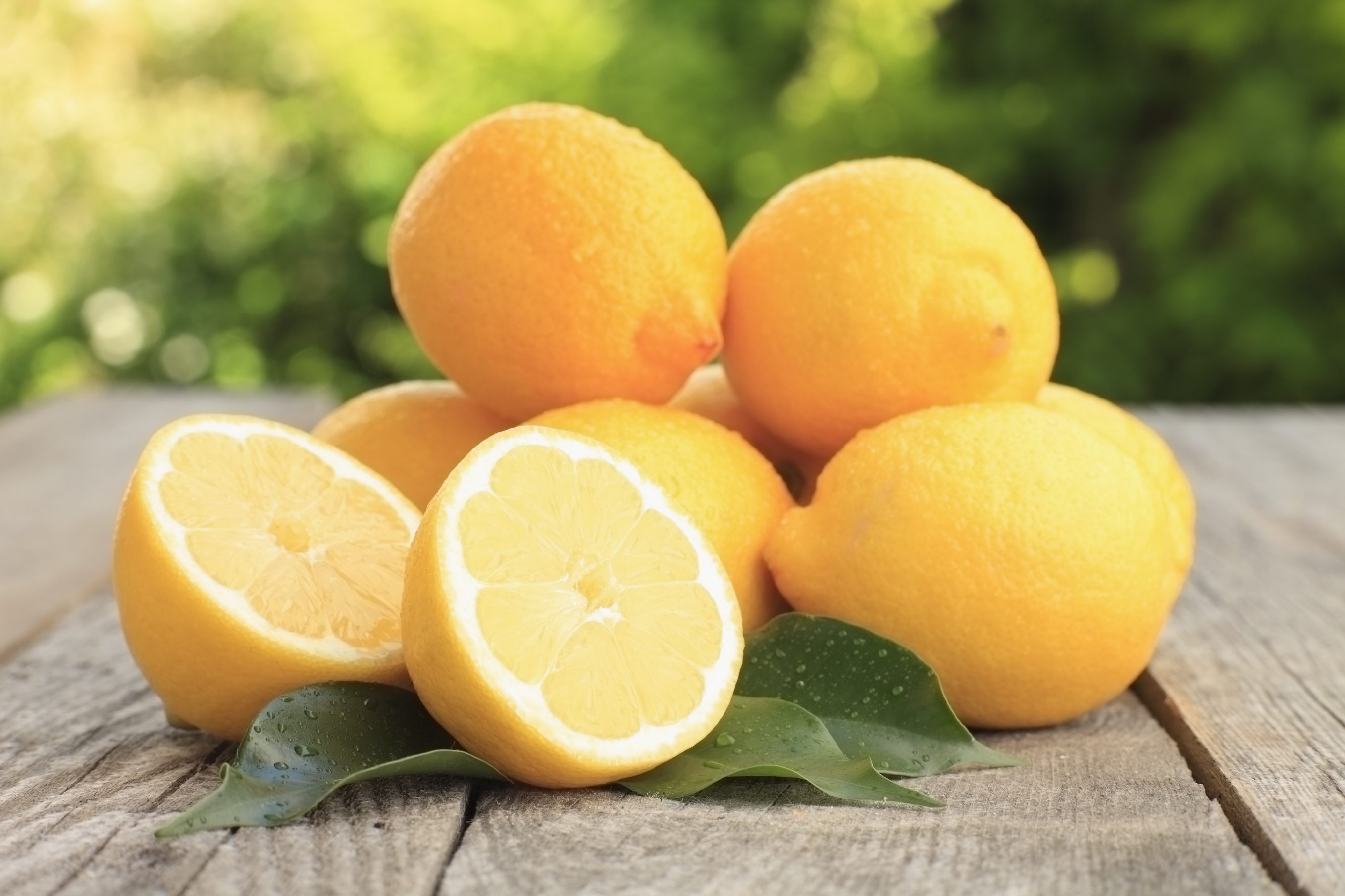 meyer lemon meyer lemon