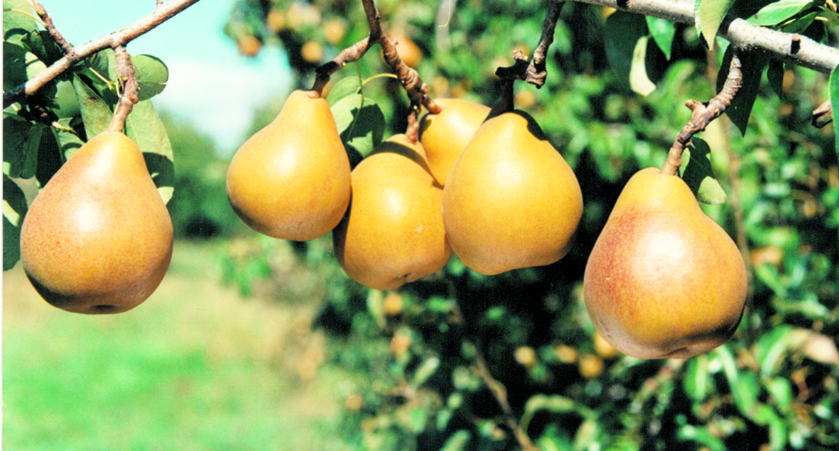 Early Gold Pear Pollination Chart