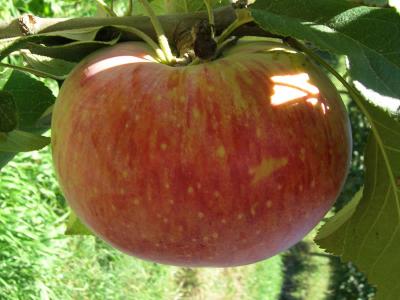APPLE Peasgood Nonsuch