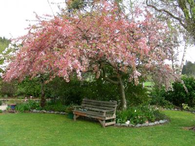 Ornamental Trees, Trees For Small Gardens Nz