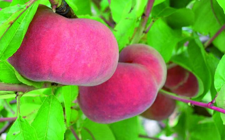 sweet cap peach