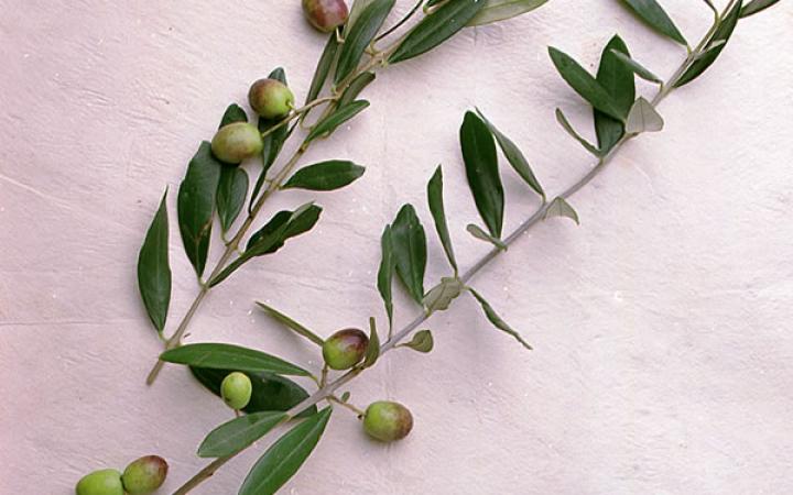 Fruit Trees / Olives / Frantoio 