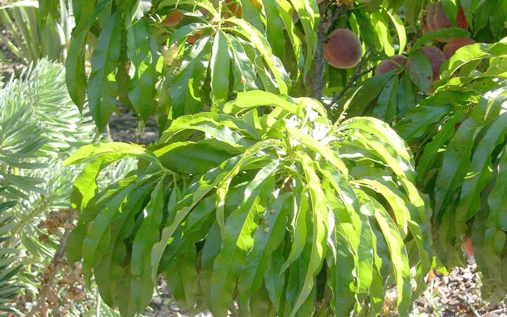 pix zee peach tree
