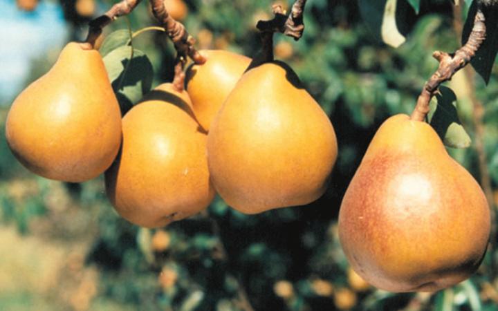  Fruit Trees / Pears / Taylors Gold* 