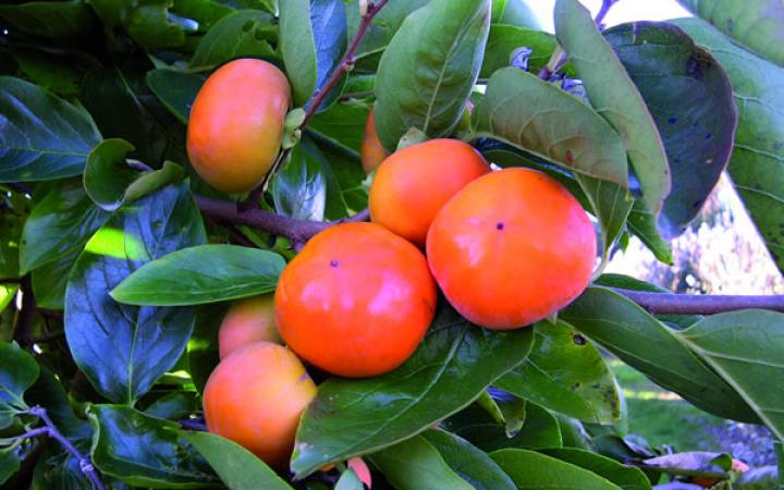 Persimmon Fuyu.