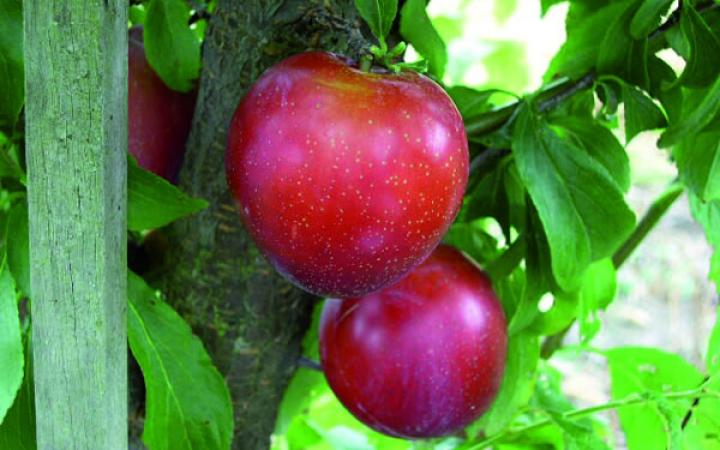 Santa Rosa Plum Pollination Chart