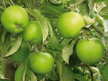 APPLE Baujade