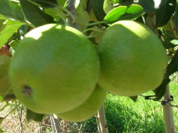 APPLE DOUBLE Liberty & Baujade