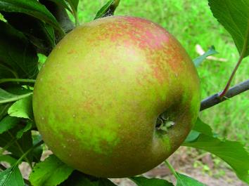 APPLE Egremont Russet