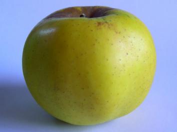 APPLE Freyberg