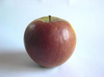 APPLE Tydeman's Late Orange