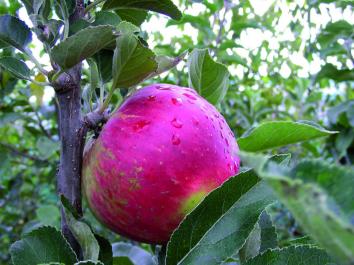 APPLE Worcester Pearmain 