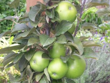 APPLE Ballerina® Bolero