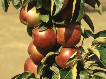 APPLE Ballerina® Waltz