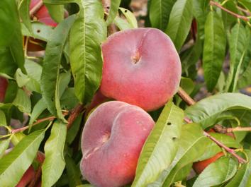 sweet cap peach