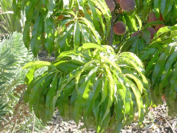 pixzee peach tree pixzee peach tree