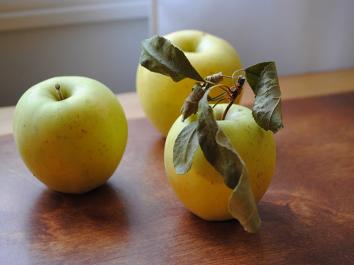 APPLE Golden Delicious