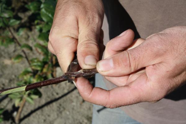 Bud cut step 1