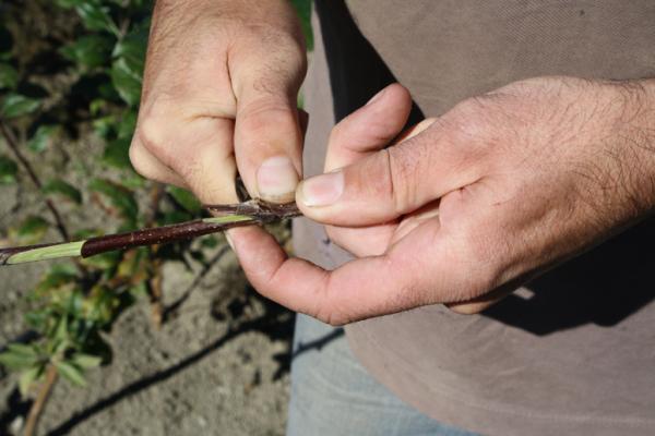 Bud cut step 2