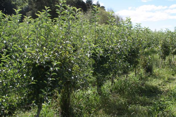 Budwood Orchard