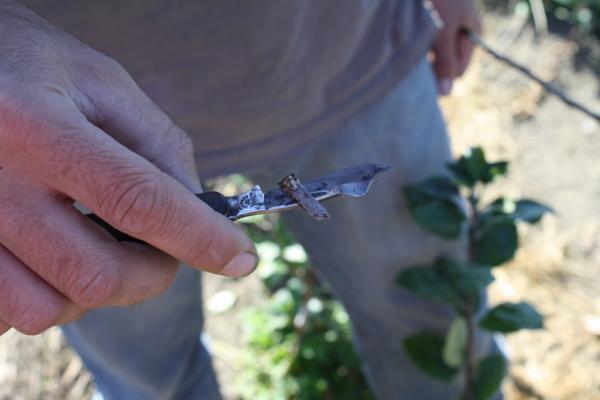 Cut bud 775px