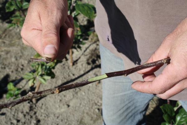 Cut bud step 3