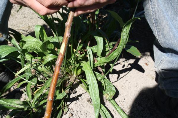 Rootstock cut3