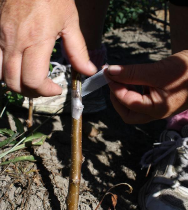 Bud tie 1