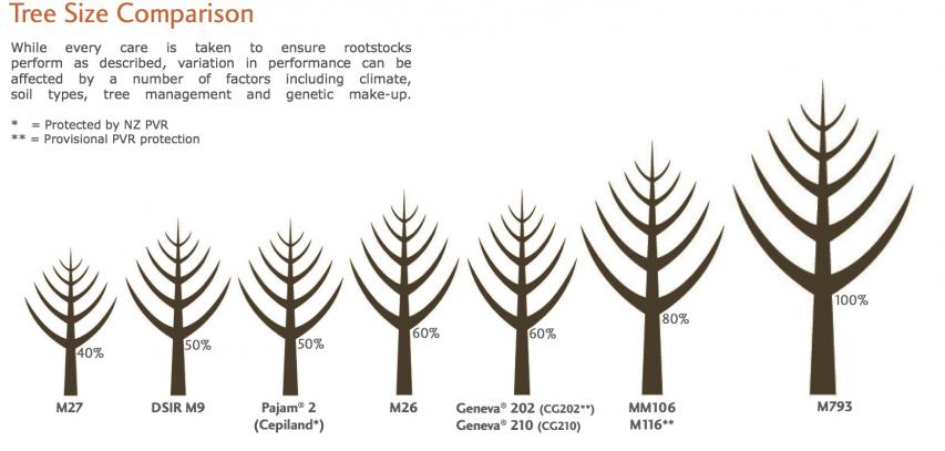 rootstock444