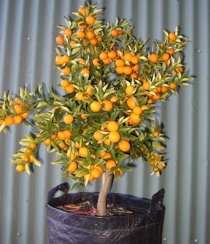 Dwarf Fruit trees produced by Waimea Nurseries