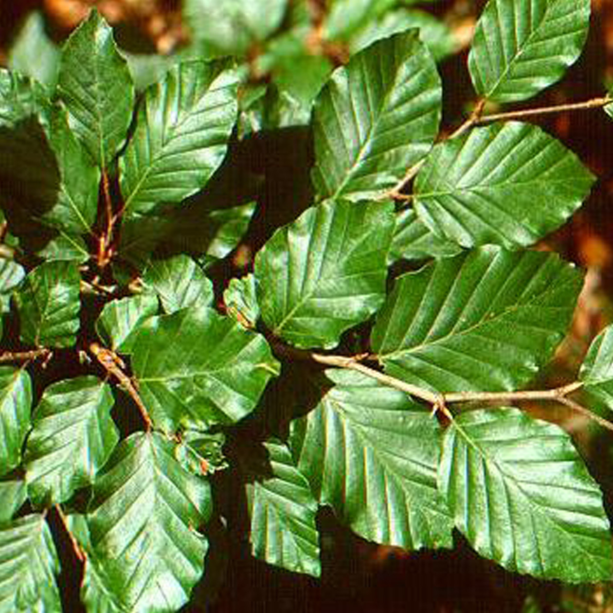 fagus sylvatica tayberry