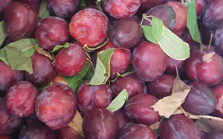 doris plums