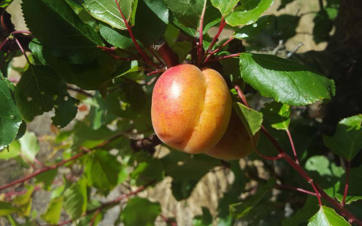 Apricot Katycot