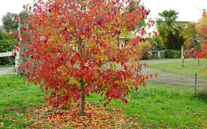 PYRUS Calleryana Aristocrat