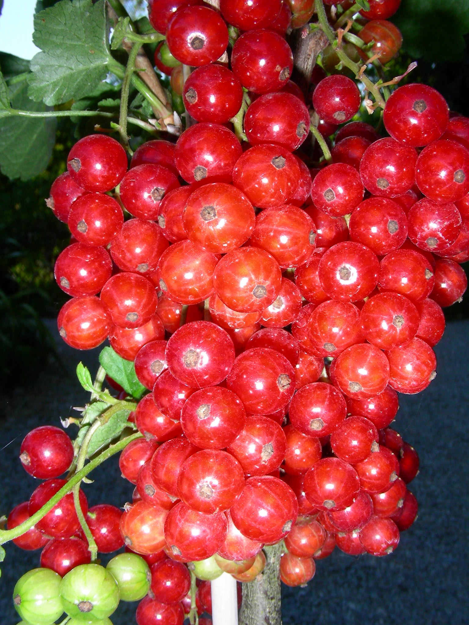 Red Currants