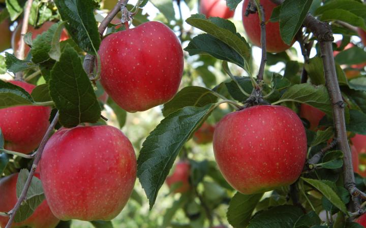 Apples - Adore