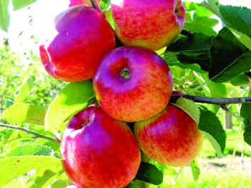 APPLE DOUBLE - Initial & Baujade