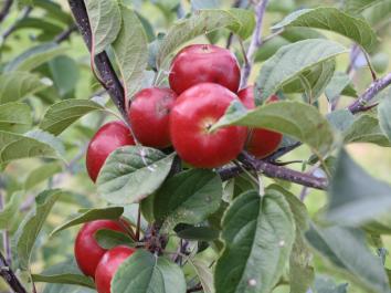 APPLE Thumbelina® Mini Apple Candy Crunch™