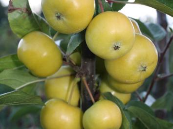 APPLE Thumbelina® Mini Apple Golden Crunch™