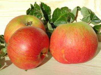 APPLE Blenheim Orange