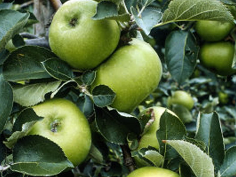APPLE Bramley's Seedling