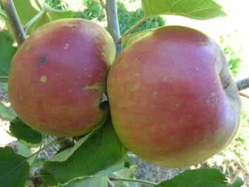 APPLE Belle de Boskoop